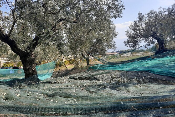 Private tour in Nafplio with Olive oil Tasting Tour in Corinth - Private Nafplio Day Trip: the value of a car just for your group