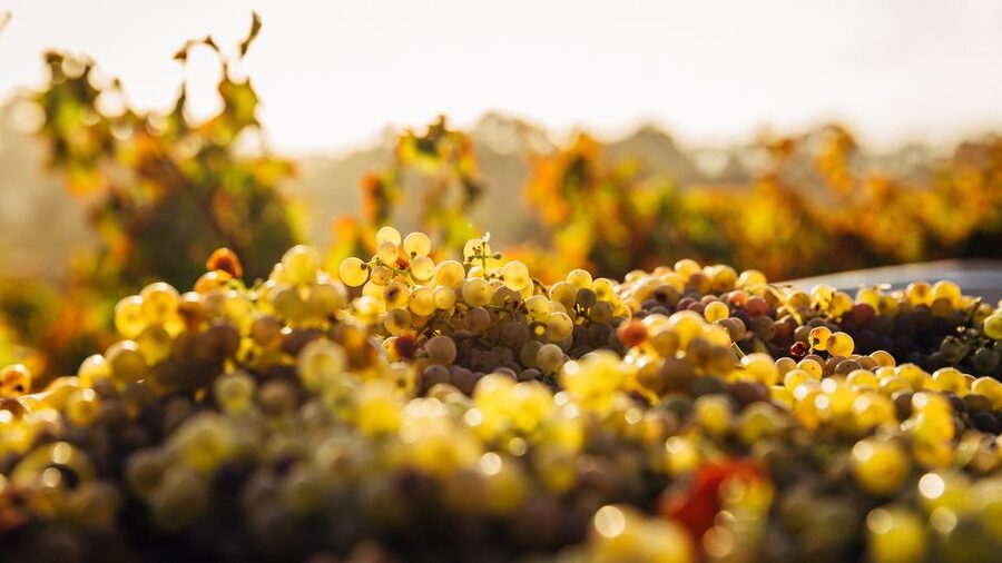 Private Wine Tasting Experience in Athens - How the Tasting Builds Your Palate, One Skill at a Time