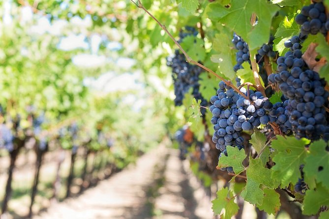 Private Wine Tasting Experience of Greek Awarded Wines at Athens Wine Suburb - Markou Vineyards: three award-winning wines and a harvest museum