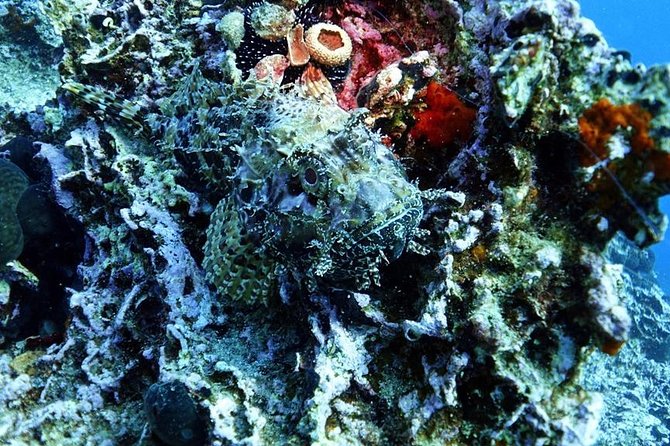 Snorkeling Fun Adventure in Athenian Riviera - Price And Value: What You’re Really Paying For